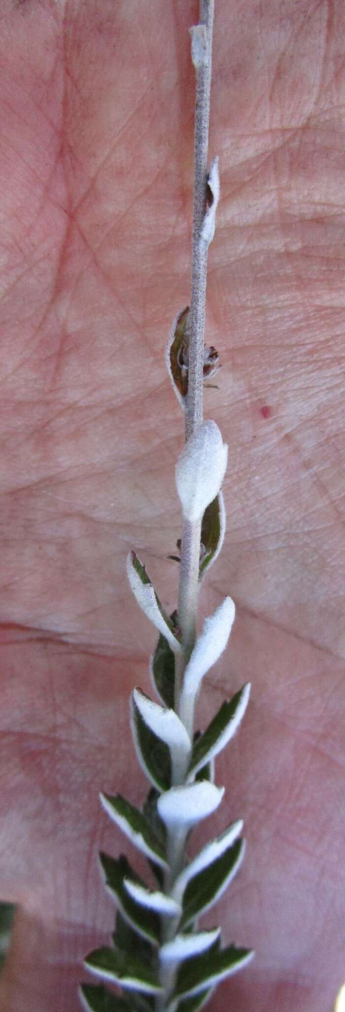 Plancia ëd Senecio pauciflosculosus C. Jeffrey