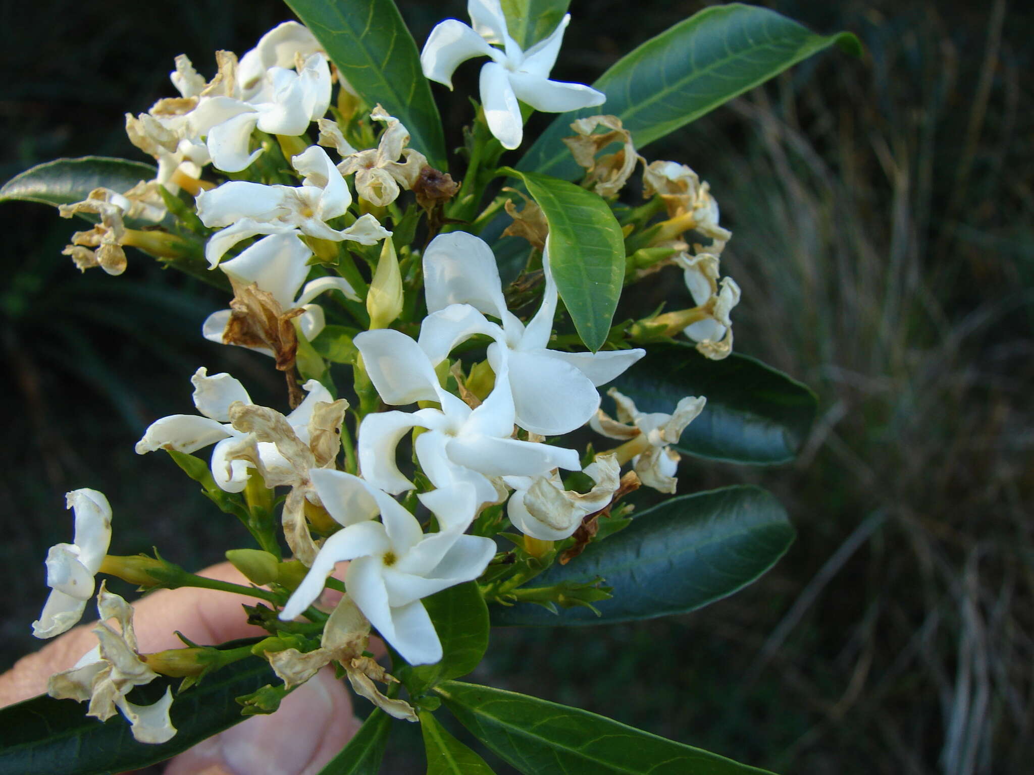 Imagem de Tabernaemontana catharinensis A. DC.