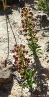 Image of Brachycorythis mac-owaniana Rchb. fil.