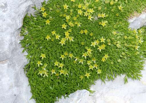 Cherleria sedoides L.的圖片