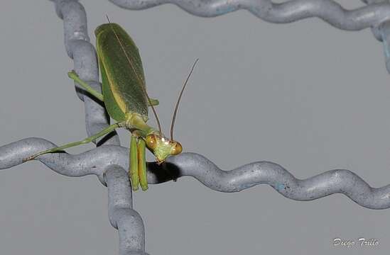 Image of Parastagmatoptera