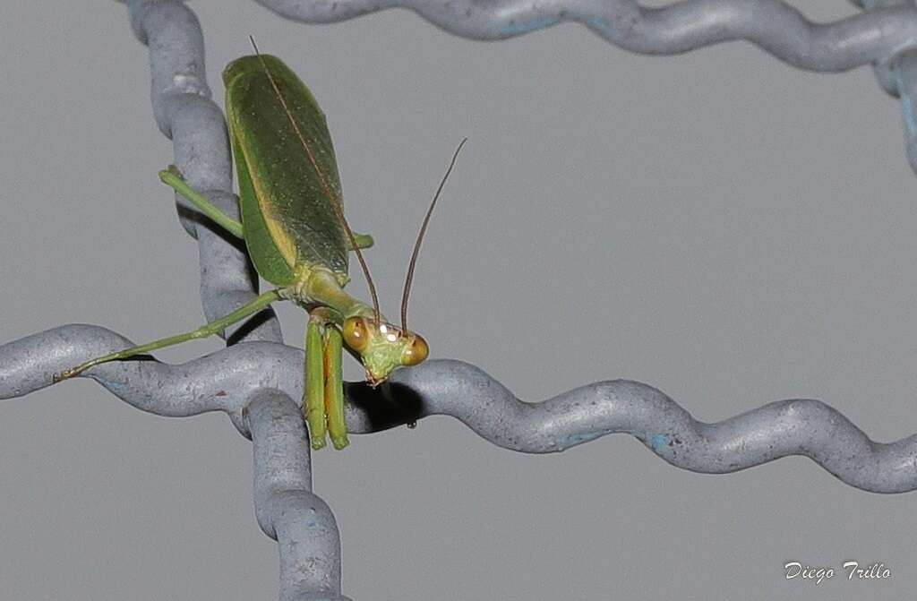 Parastagmatoptera unipunctata Burmeister 1838 resmi