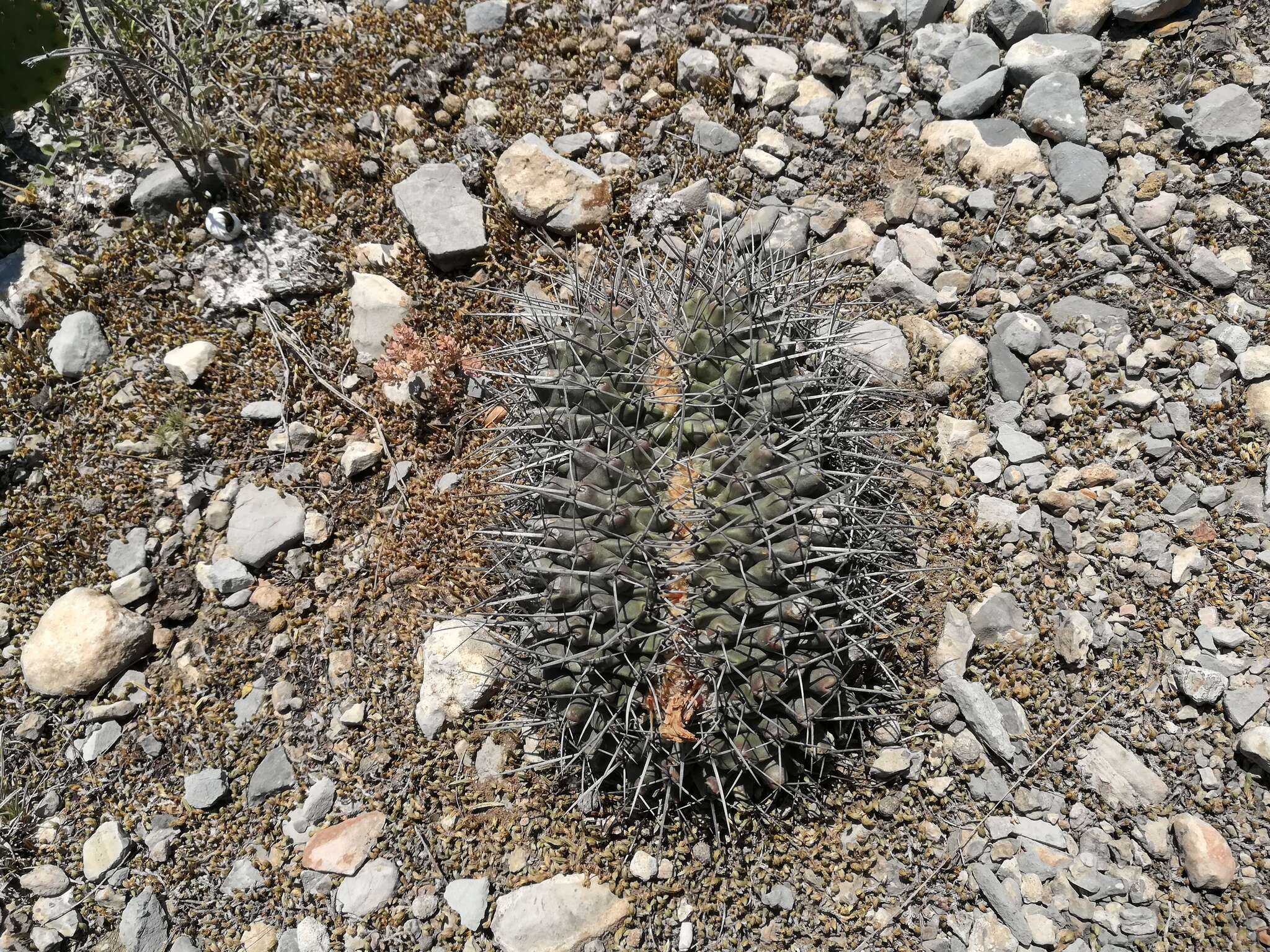 Image of Thelocactus rinconensis (Poselger) Britton & Rose