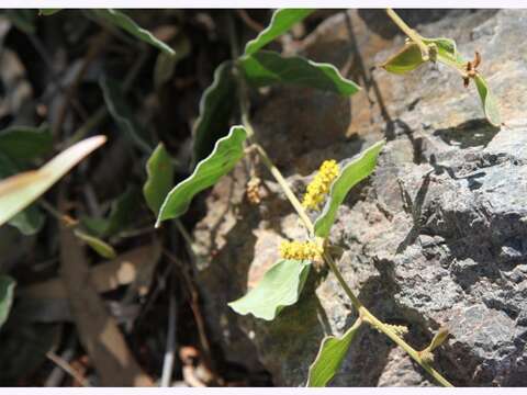 Acacia humifusa A. Cunn. ex Benth.的圖片