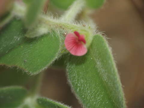 Imagem de Indigofera cordifolia Roth