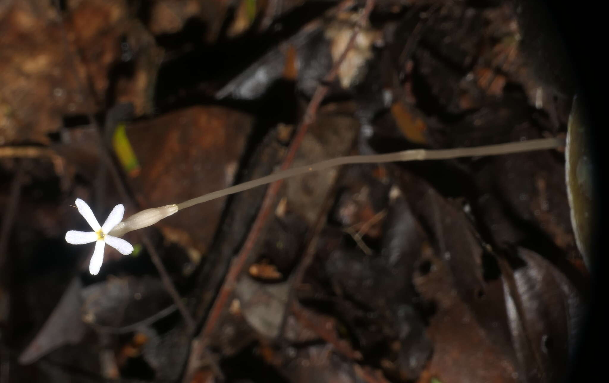 Image of Puerto Rico Ghostplant