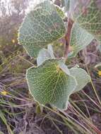 Image of Hakea conchifolia Hook.