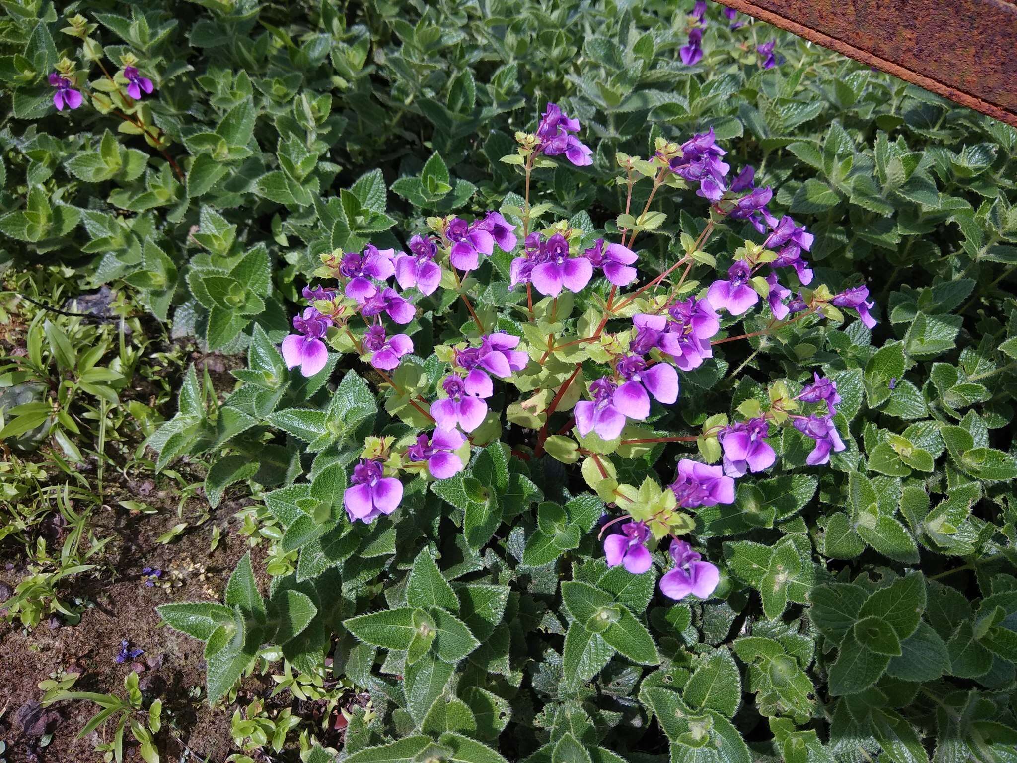 Image of Impatiens lawii Hook. fil. & Thoms.