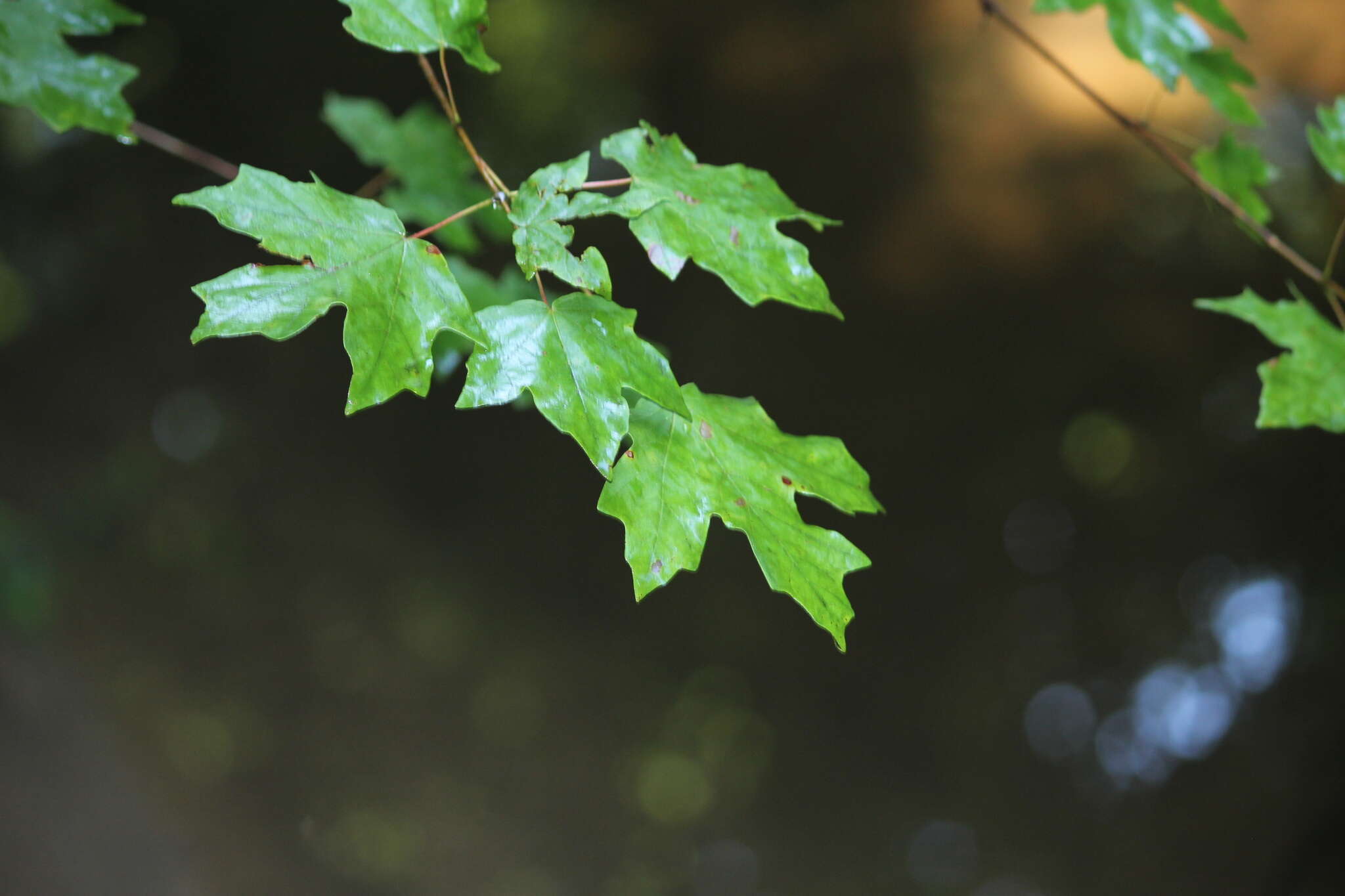 Image of Florida maple