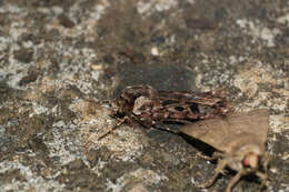 Image of Agrotis charmocrita Meyrick 1928