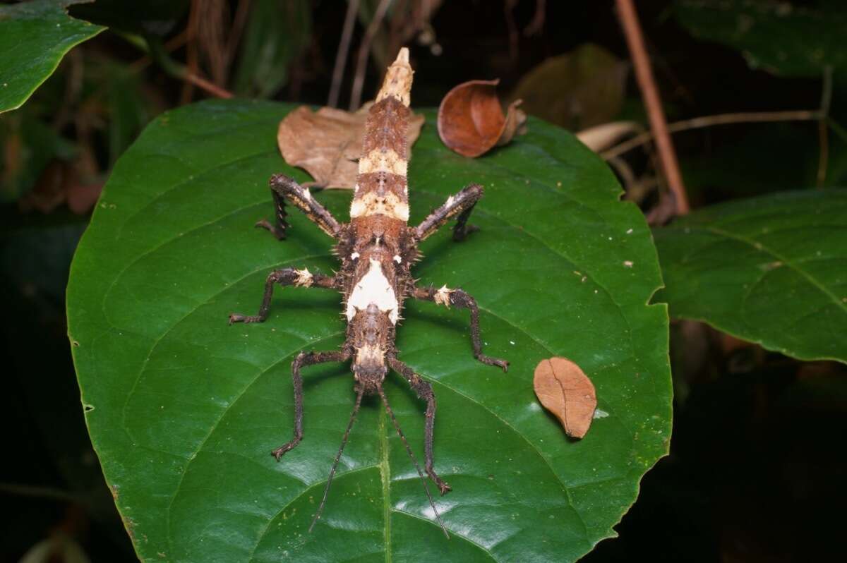 Image of Haaniella grayii (Westwood 1859)