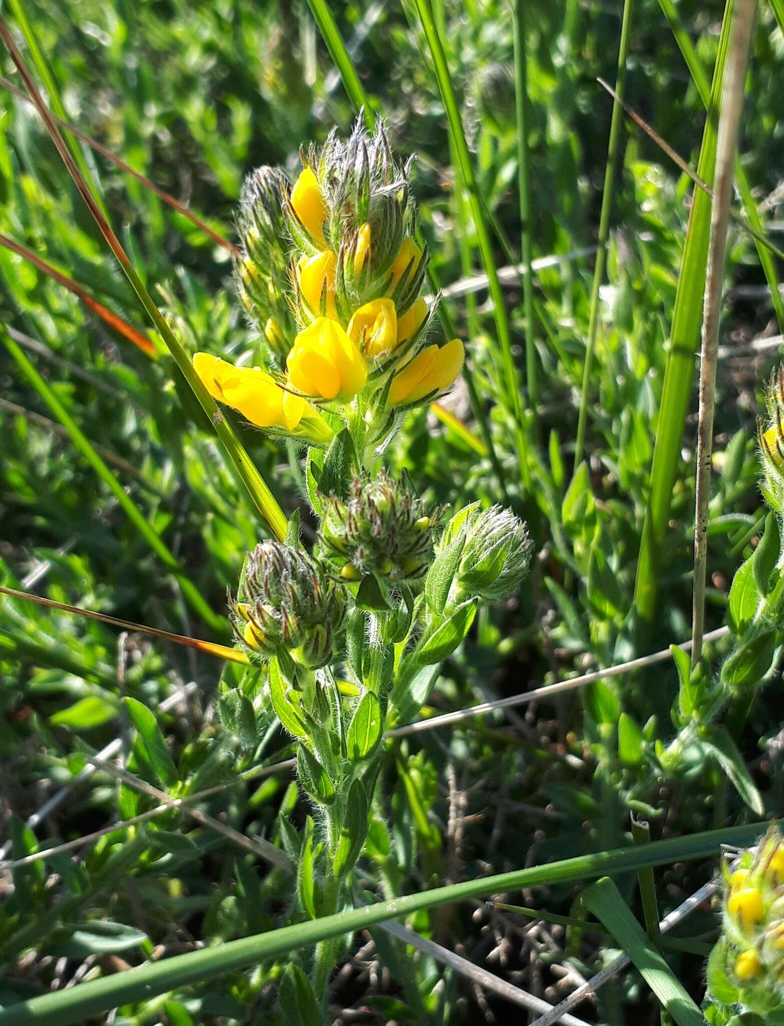 Image of Genista tournefortii Spach