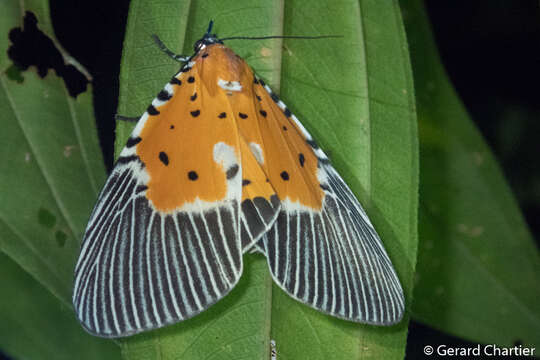 Image of Peridrome orbicularis Walker 1854