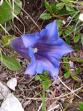 Image of Gentiana clusii subsp. clusii