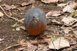 Image of Little Tinamou