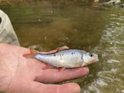 Image of White shiner