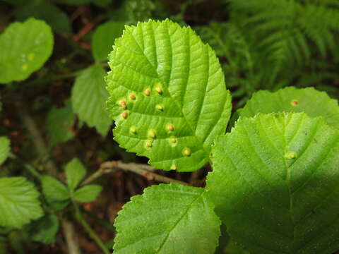 Sivun Eriophyes laevis kuva