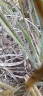 Image of false Rhodes grass