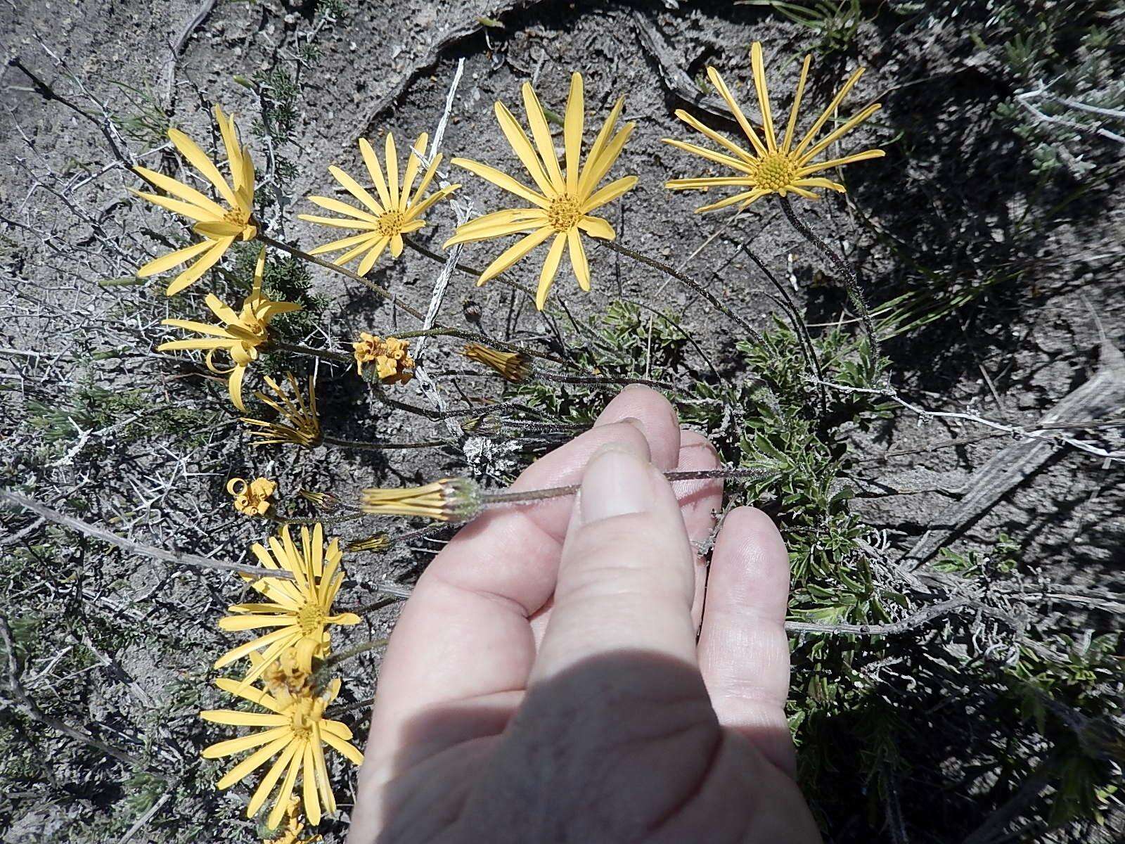 Image of Osteospermum scariosum var. integrifolium (Harv.) T. Norl.