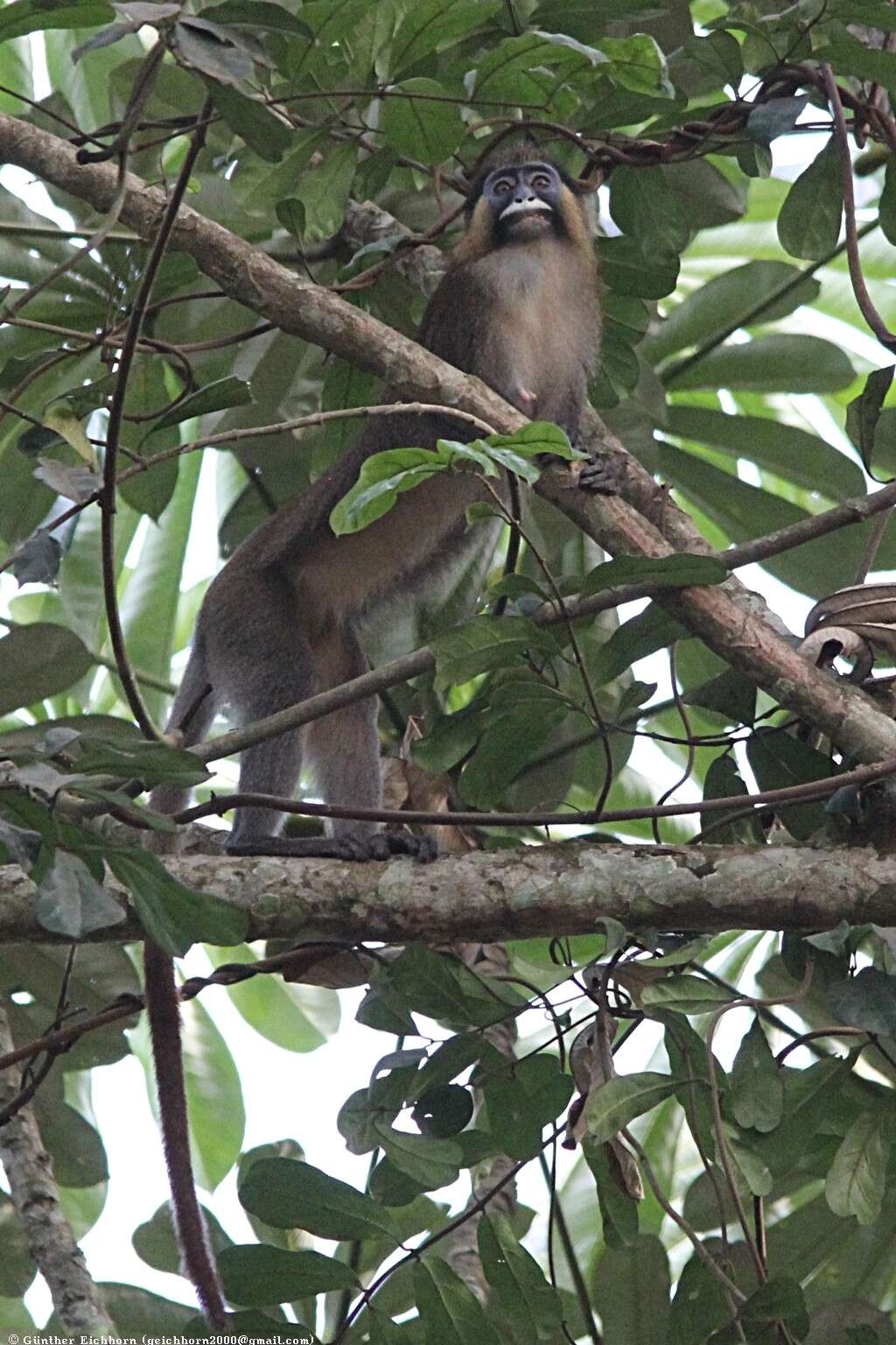 Plancia ëd Cercopithecus cephus (Linnaeus 1758)