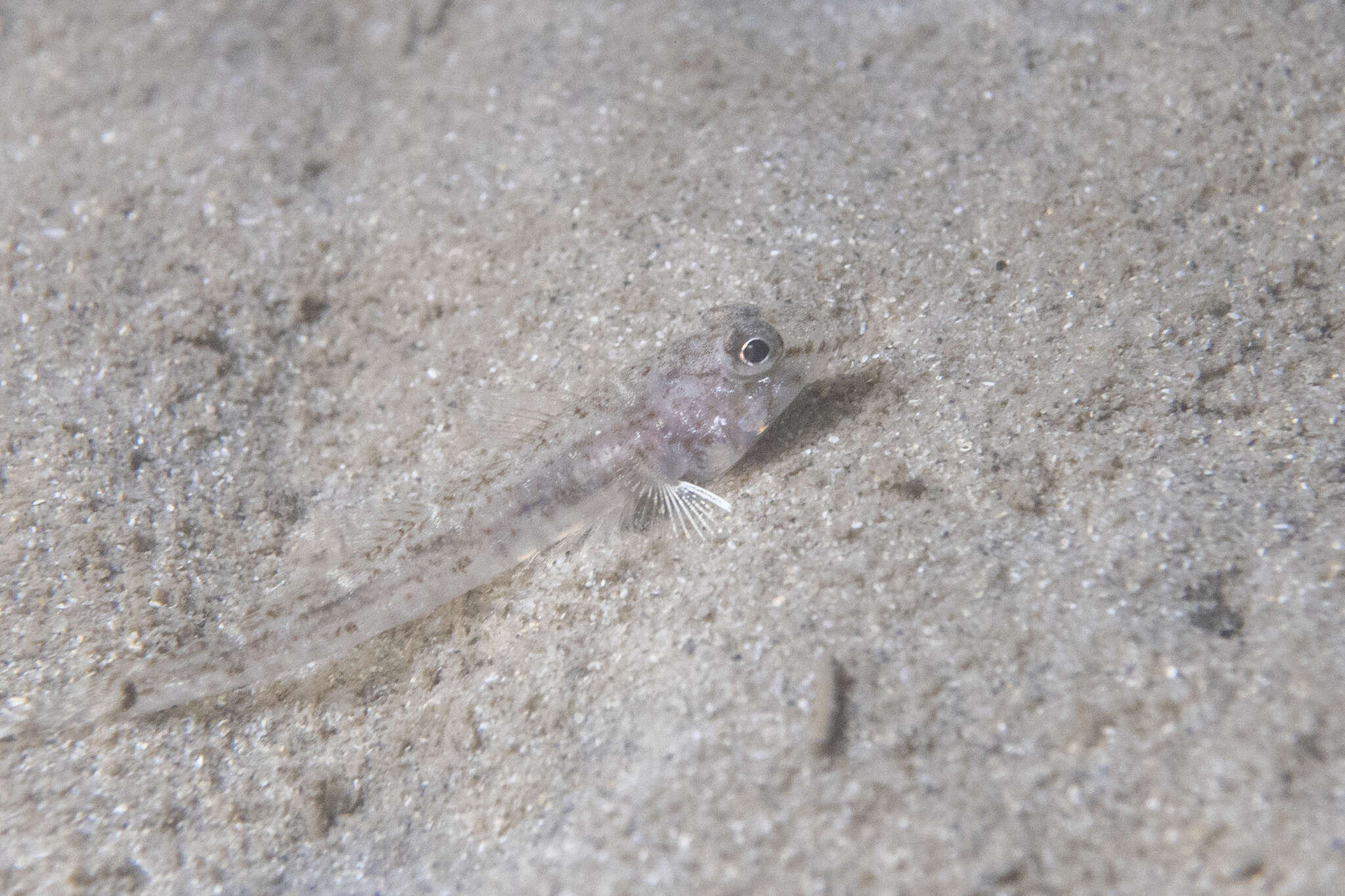 Plancia ëd Nesogobius hinsbyi (McCulloch & Ogilby 1919)