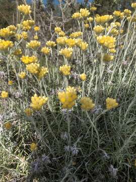 Image of Helichrysum stoechas subsp. barrelieri (Ten.) Nym.