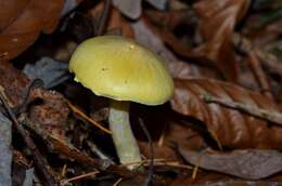 Image of Hygrophorus lucorum Kalchbr. 1874