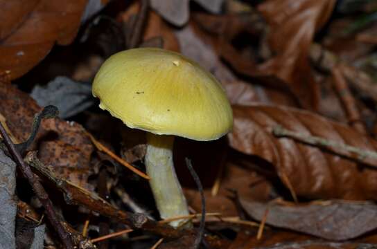 Image of Hygrophorus lucorum Kalchbr. 1874