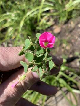 Image de Oxalis lanata L. fil.