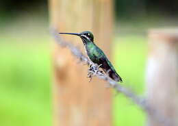 Image of Stripe-breasted Starthroat