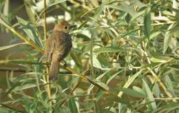 Imagem de Sylvia atricapilla atricapilla (Linnaeus 1758)