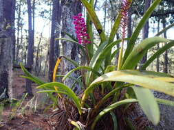 Image of Arpophyllum laxiflorum Pfitzer