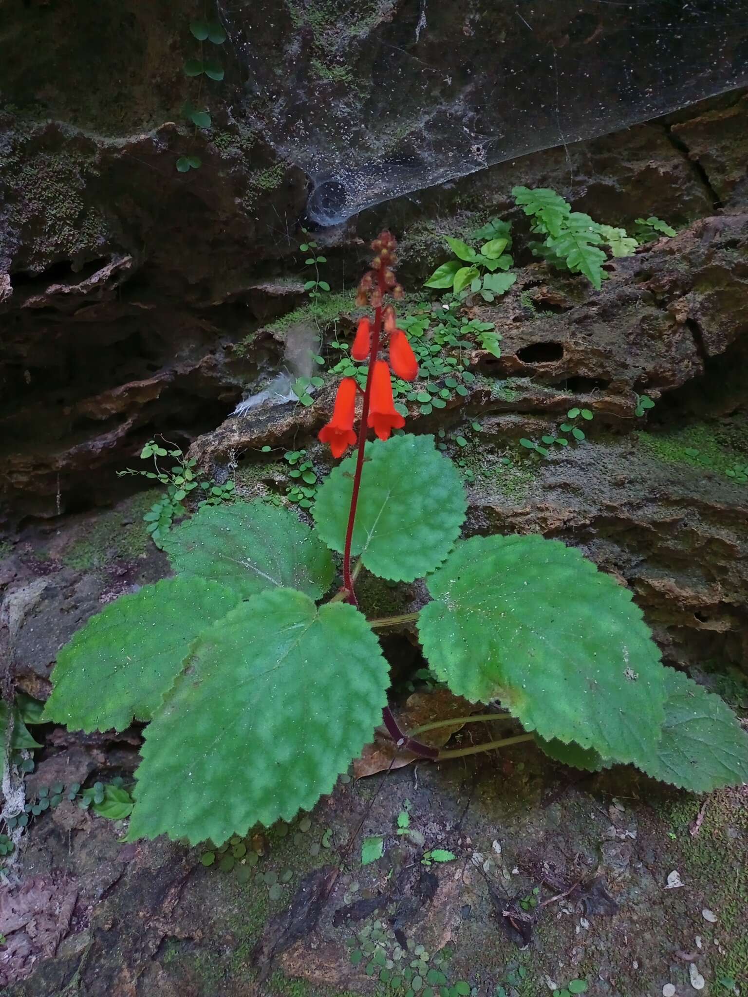 Image of Smithiantha cinnabarina (Linden) Kuntze