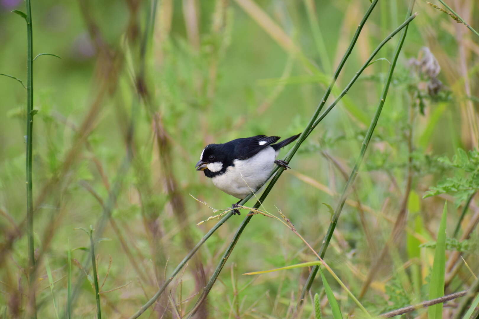 Image of Lined Seedeater