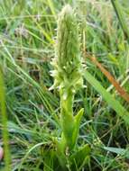 Image of Skeptrostachys paraguayensis (Rchb. fil.) Garay