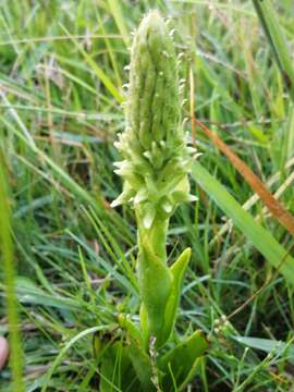 Image de Skeptrostachys paraguayensis (Rchb. fil.) Garay