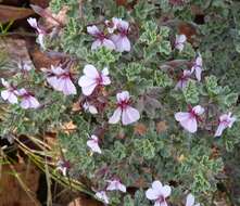 Image of Pelargonium exstipulatum (Cav.) L'Her.