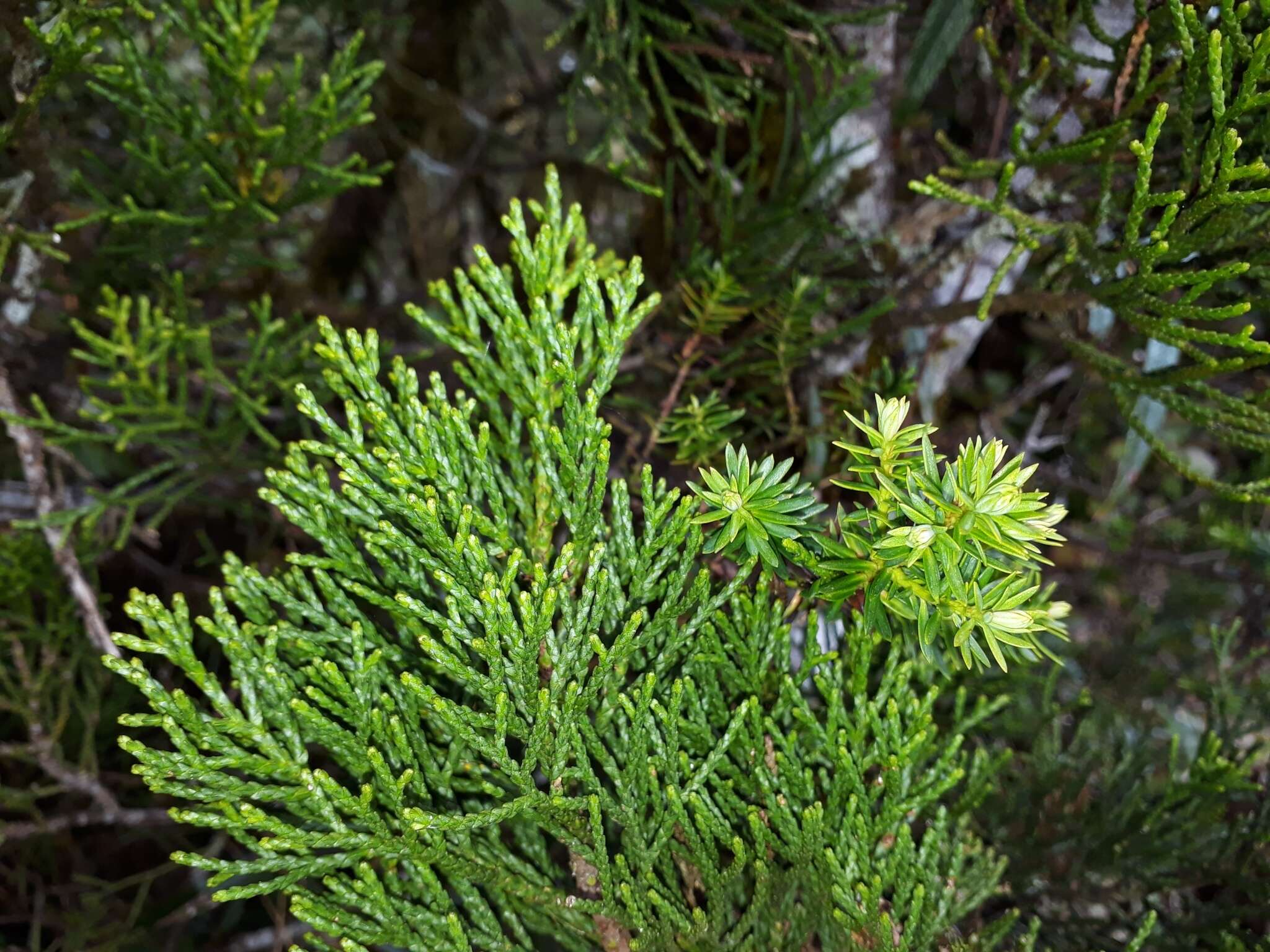 Image of Alpine tarwood