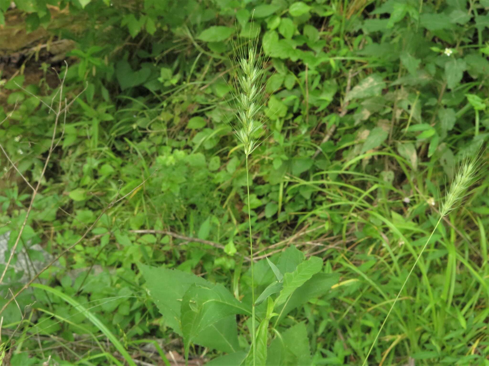 Imagem de Elymus macgregorii R. E. Brooks & J. J. N. Campb.