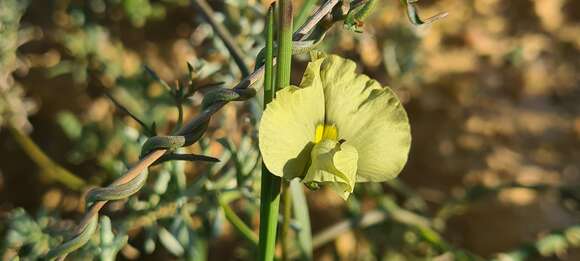 Image of Lotononis prostrata (L.) Benth.