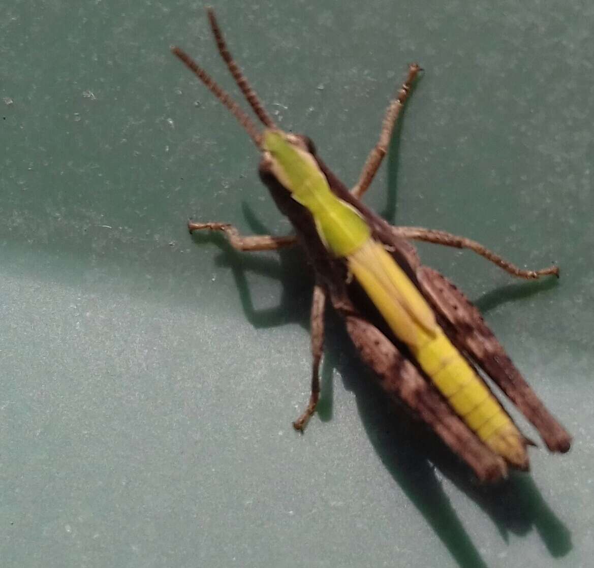 Image of Common Field Grasshopper