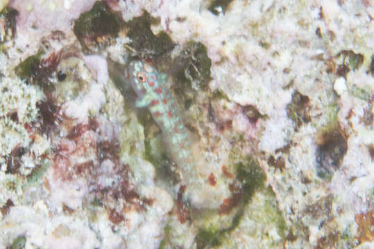 Image of Terry&#39;s dwarfgoby