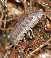 Image of Isopod