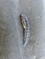 Image of Japanese Blenny