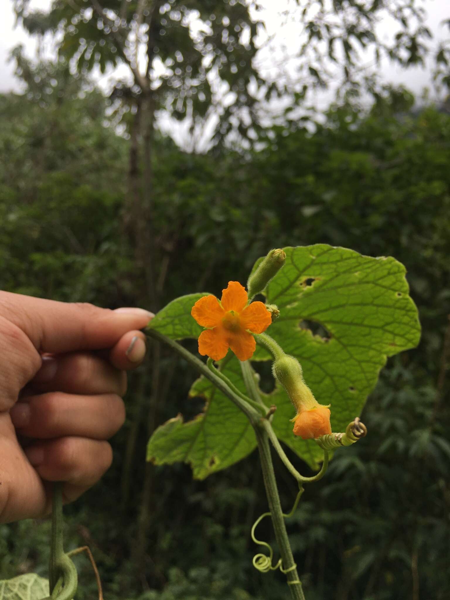 Image of Apodanthera mandonii Cogn.