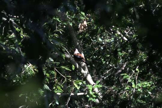 Image of Chestnut Thrush