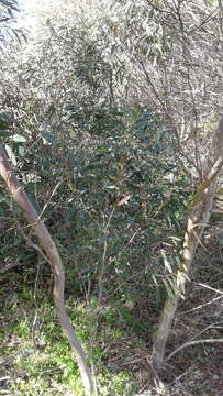 Image of Eucalyptus diversifolia subsp. diversifolia