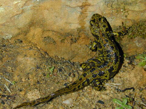 Triturus marmoratus (Latreille 1800) resmi