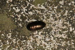 Image of Metallic Emerald Cockroach