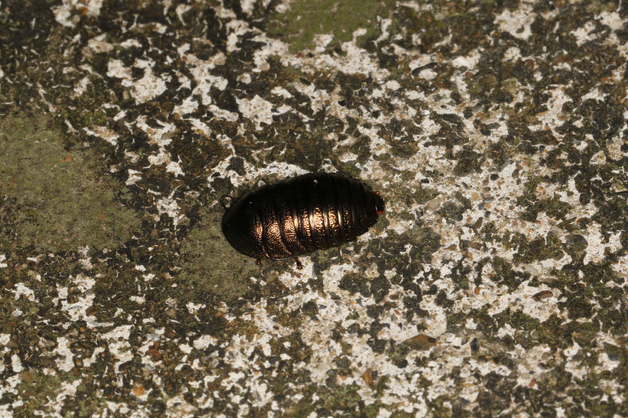 Image of Metallic Emerald Cockroach